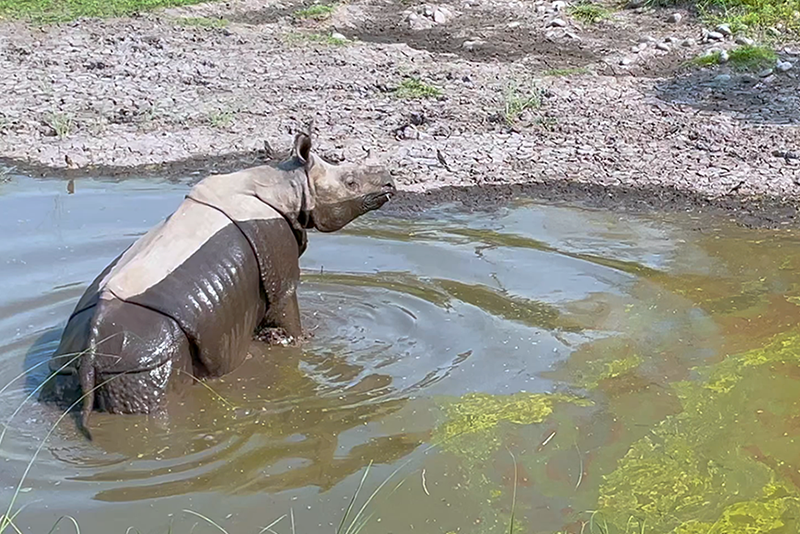 Rhino standing in water