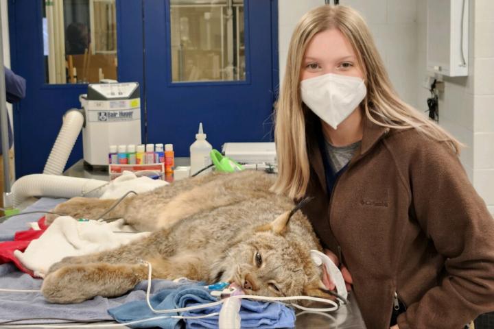 Erin Guntrum with Canada lynx receiving anesthetized physical exam and survey radiographs.