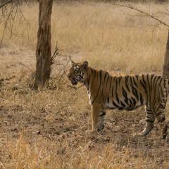 Tiger standing in a grassy area with trees.
